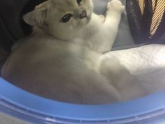 -瑞派宠物医院(搏威敦和院)