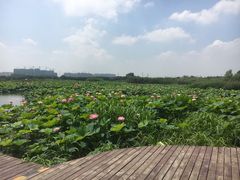 -荷塘月色湿地公园·向阳花洲
