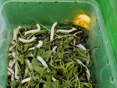 -中环花鸟鱼虫市场