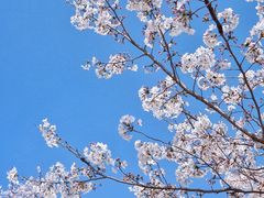 -顾村公园