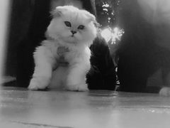 -猫猫幼稚园·撸猫·桌游·电玩