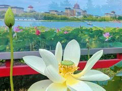 -莲花池公园