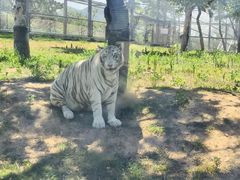 -西霞口神雕山野生动物世界