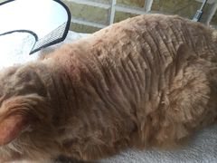 -瑞派动物医院·绝育·犬猫全科·预防医学(光景江南中店)