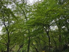 -井之头恩赐公园