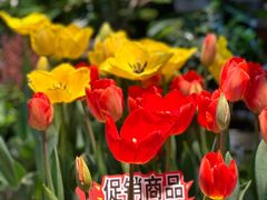 -朝来春花卉市场