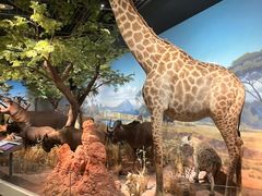 -陕西自然博物馆