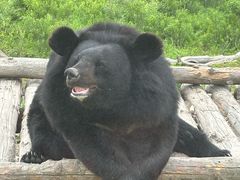 -黑瞎子岛探秘野熊园