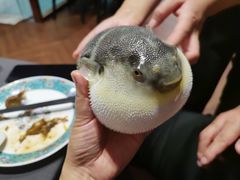-肆月河豚·新淮扬(金融街店)
