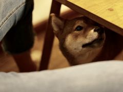 -柴务处·柴犬主题狗咖