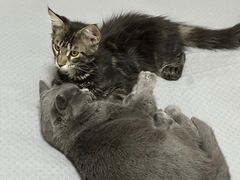 -FAELING PETS美天灵宠物(合生汇店)