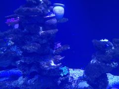 -芜湖新华联大白鲸海洋公园