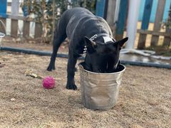 -趣玩宠物乐园寄养训犬训狗游泳池