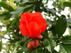 -重庆市江北嘴中央商务区中央公园