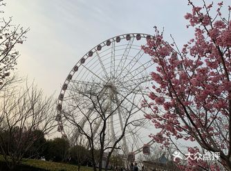 上个月樱花节的那天拍的，怎么说呢去的时候大部分树上是