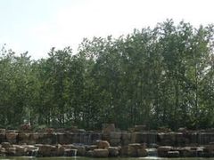 -合肥滨湖国家森林公园