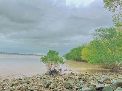 -宝安西湾红树林湿地公园
