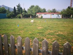 -趣玩宠物乐园寄养训犬训狗游泳池