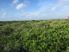 -北海金海湾红树林生态旅游区