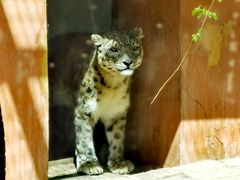 -青藏高原野生动物园