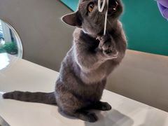 -飞行喵MR PILOT|猫舍·猫咖(静安大融城店)