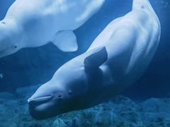 -珠海长隆海洋王国