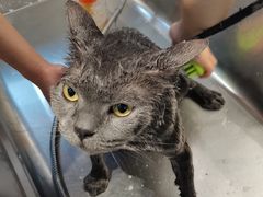 -PETKIT 小佩宠物·低压洗护·美容·寄养(安远店)