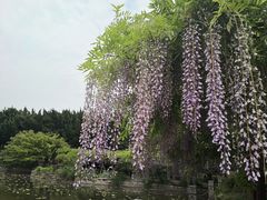 -嘉定紫藤园