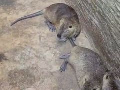 -海南热带野生动植物园