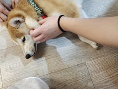 -柴迷FANS CLUB·柴犬狗咖·猫咖