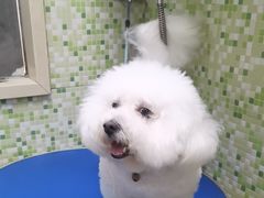 -瑞鹏宠物医院·微创内窥镜·骨外科·牙科(翠竹分院)