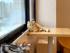 -有喵·猫咖·狗咖·30几只猫10只小狗(岗厦店)
