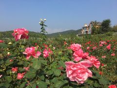 -北马山庄植趣咖啡