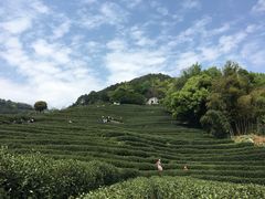 -龙井村