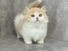 -小猫来了·猫舍(红山六九七九店)