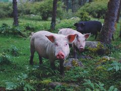 -硗碛藏寨·神木垒景区