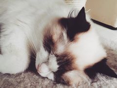 -喵的天空名猫咖啡馆·撸猫·猫舍·用品