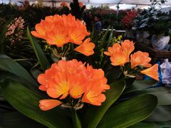 -龙大花卉苗木市场