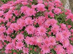 -中国天府农业博览园