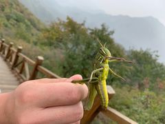 -大岭沟猕猴桃谷风景区