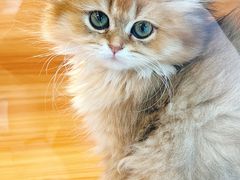 -猫十亿·布偶金渐层·曼基康矮脚猫舍(青年路店)