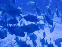 -烟台海昌鲸鲨海洋公园