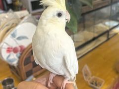 -吉丁鸟咖·异宠·寄养