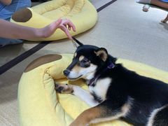-逗柴咖啡屋·狗咖猫咖宠物桌游