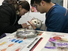 -伟伟宠物医院·CT影像中心·瑞派犬猫综合性门诊(汉口总院)