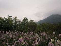 -广州市流溪河国家森林公园