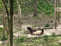 -中国大熊猫保护研究中心雅安碧峰峡基地