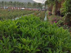-亚龙湾国际玫瑰谷