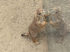 -合肥滨湖国家森林公园