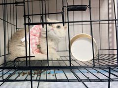 -喵百万·布偶·蓝金金渐层英短·猫舍(百子湾店)